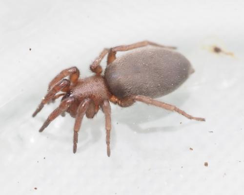 Scotophaeus scutulatus